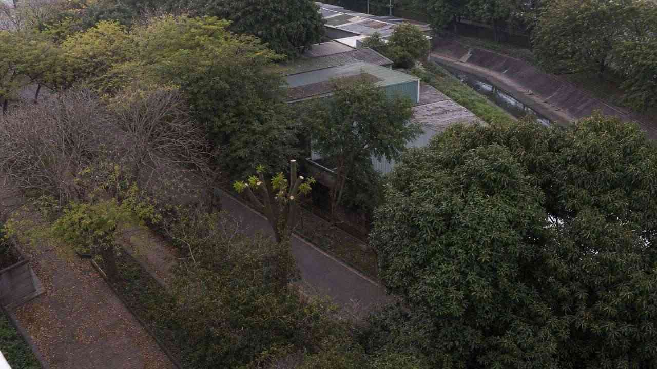 林冠与枝叶的俯视近景