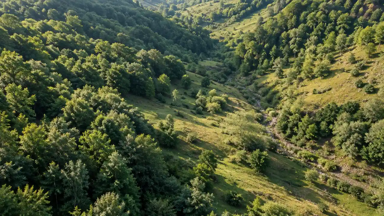 缓坡林地与浅谷的斜俯航拍场景